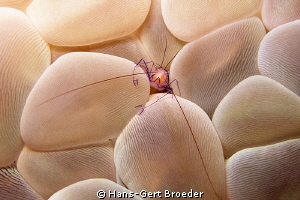 Coralshrimp 
Bunaken,Sulawesi,Indonesia, 
Canon G 12 au... by Hans-Gert Broeder 